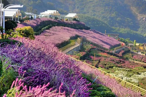 新津花舞人間<a href='http://www.aqliu.com/' target=_blank>旅游攻略</a> 附門票價(jià)格及交通指南
